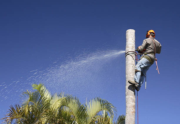 Best Tree Removal  in Jamesport, NY