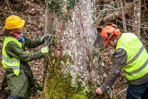 How Our Tree Care Process Works  in  Jamesport, NY