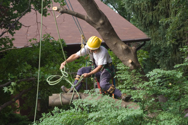 Reliable Jamesport, NY Tree Care Solutions